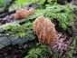 Csészés álkorallgomba (Artomyces pyxidatus), Velencei-hegység